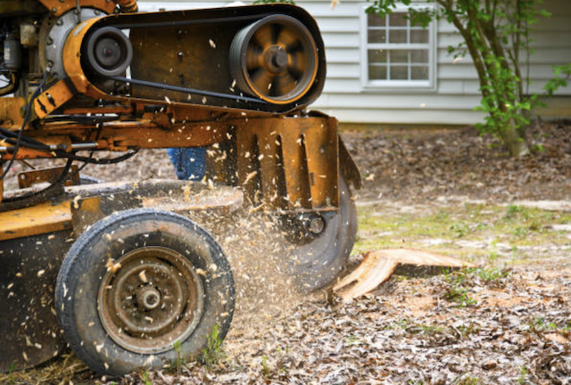 stump removal in Hampton